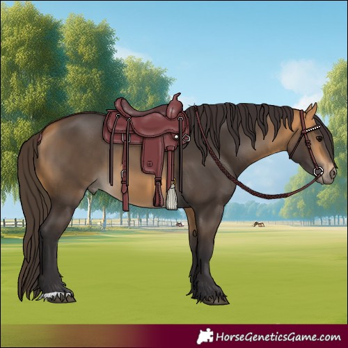 Horse Color:Buckskin 