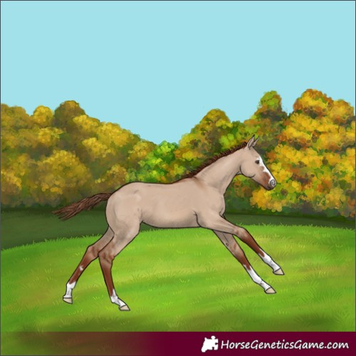 Horse Color:Red Dun