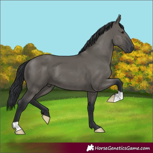 Horse Color:Grullo