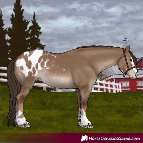 Horse Color:Liver Red Dun Blanket