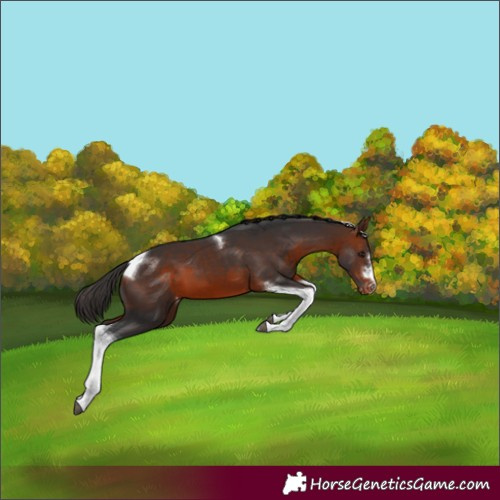 Horse Color:Bay Tobiano Varnish