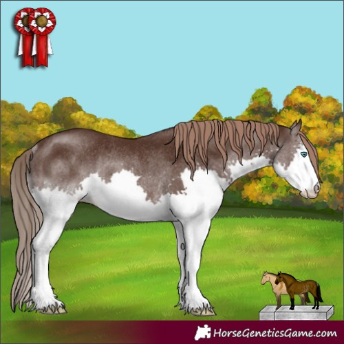 Horse Color:Liver Chestnut Splash Rabicano 