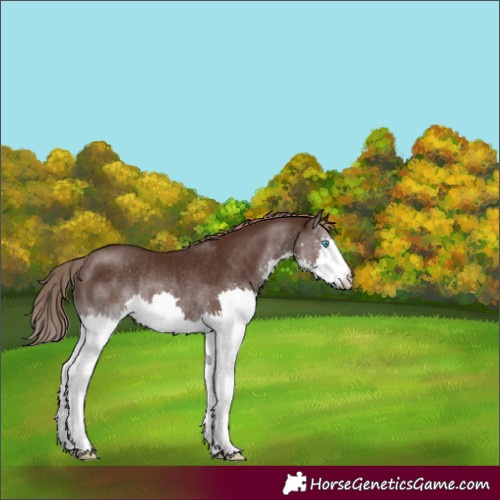Horse Color:Liver Chestnut Splash Rabicano