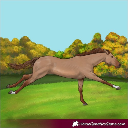 Horse Color:Red Dun 