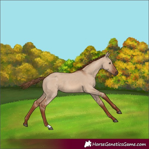 Horse Color:Red Dun 