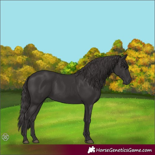 Horse Color:Smoky Black 