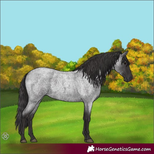 Horse Color:Smoky Blue Roan