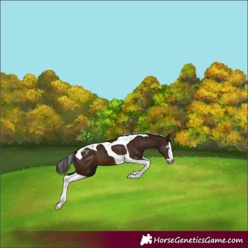 Horse Color:Gray Bay Splash Tobiano 