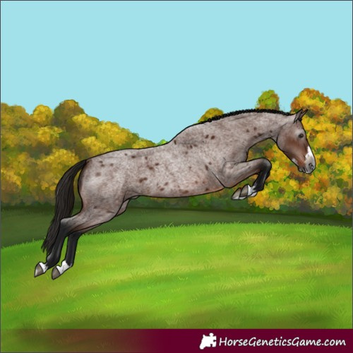 Horse Color:Gray Bay Roan Splash 