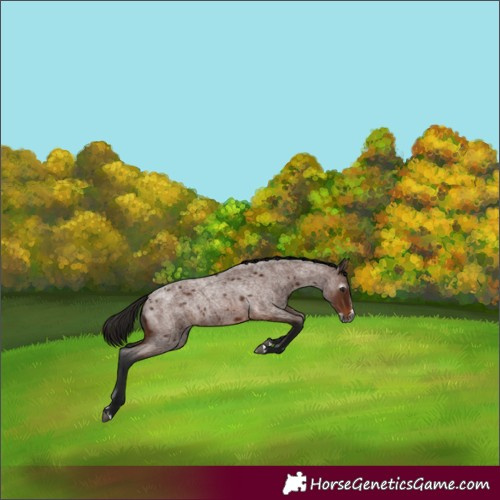Horse Color:Gray Bay Roan Splash 
