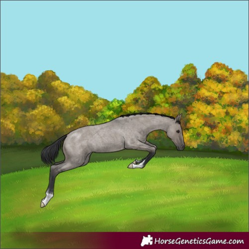 Horse Color:Grullo Roan 