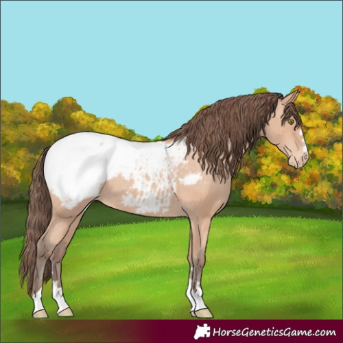 Horse Color:Amber Champagne Near Fewspot 