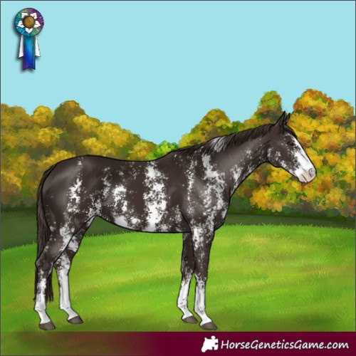 Horse Color:Liver Chestnut Sabino 