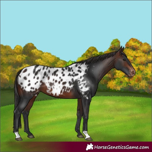Horse Color:Brown Near Leopard