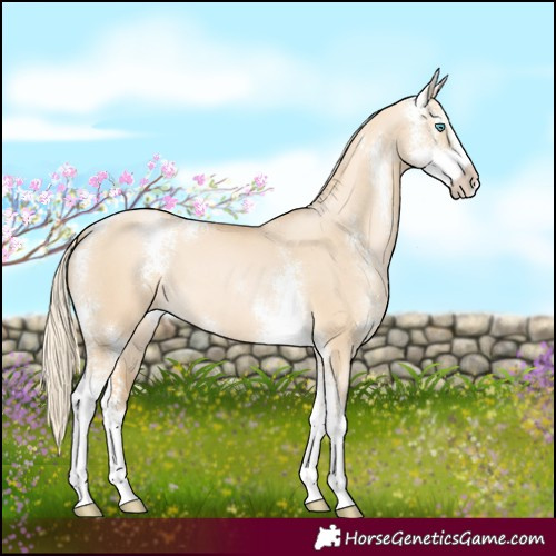 Horse Color:Palomino Pearl Dun Sabino