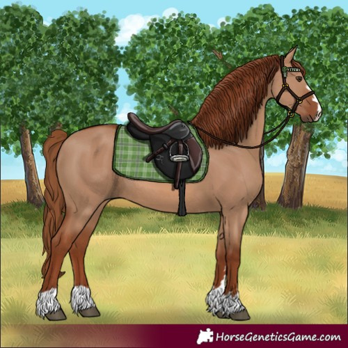 Horse Color:Red Dun 