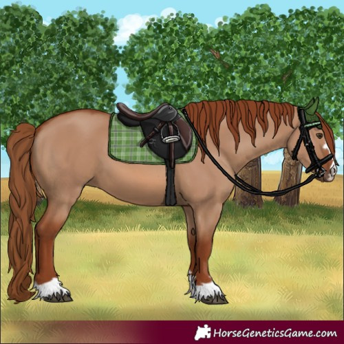 Horse Color:Red Dun 