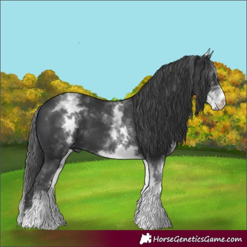 Horse Color:White Spotted Black 