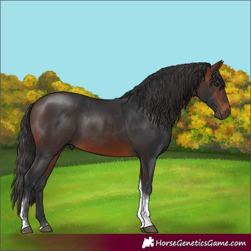Horse Color:Brown Tobiano