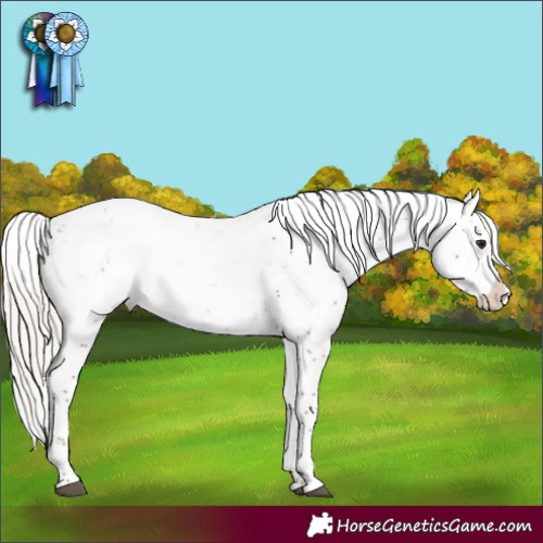 Horse Color:Silver Bay Sabino Blanket Rabicano 