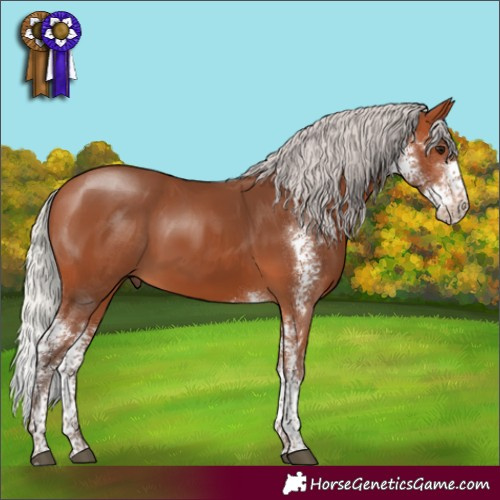 Horse Color:Silver Bay Sabino Rabicano 
