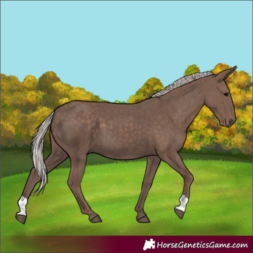Horse Color:Silver Black