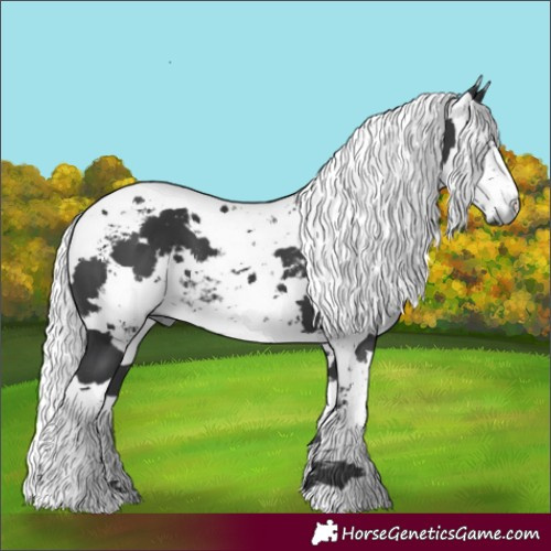 Horse Color:Black Harlequin Merle 