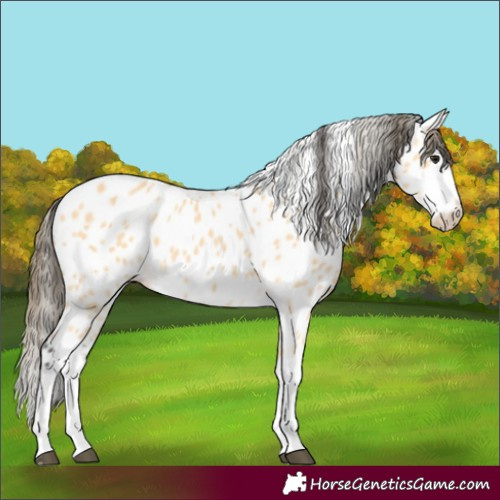 Horse Color:Buckskin Splash Near Leopard 