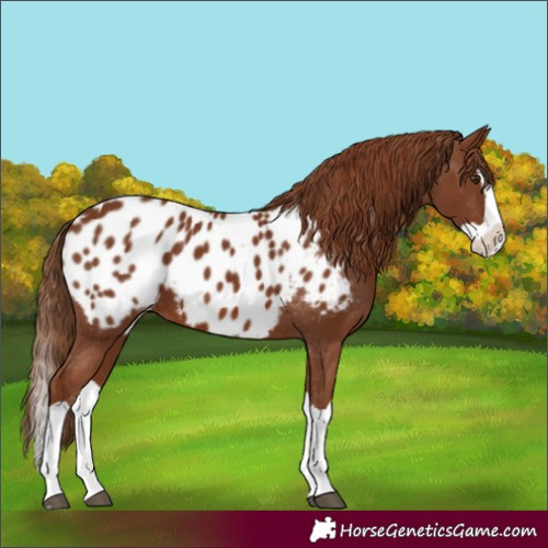 Horse Color:Chestnut Splash Appaloosa 