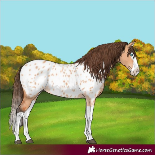 Horse Color:Bay Dun Splash Appaloosa