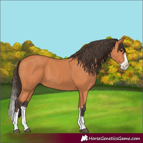 Horse Color:Bay Splash Appaloosa