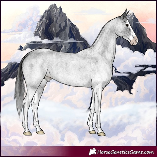 Horse Color:White Spotted Blue Roan Splash Rabicano 
