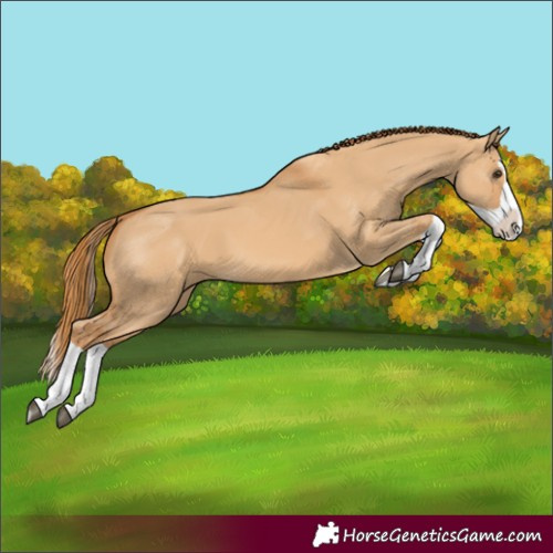 Horse Color:Red Dun Splash