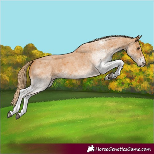 Horse Color:White Spotted Red Roan
