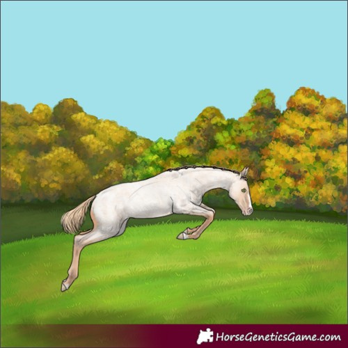 Horse Color:Gold Champagne Roan Dun Splash