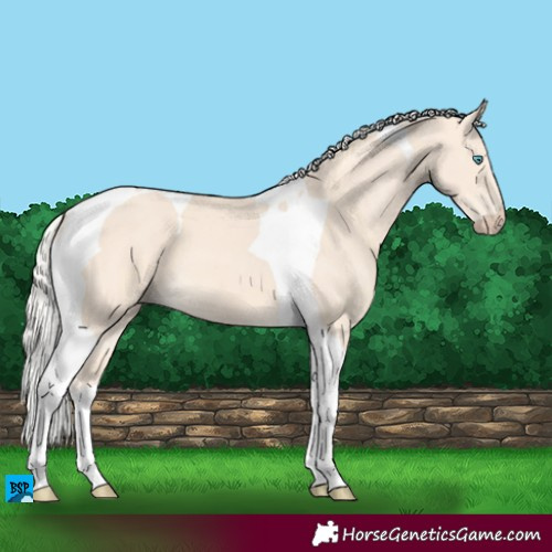Horse Color:Cremello Tobiano 