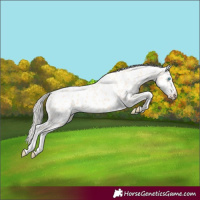 Horse Color:Cremello Appaloosa 