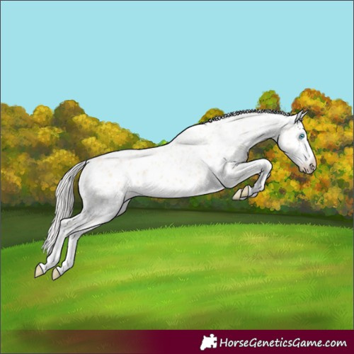 Horse Color:Cremello Appaloosa 
