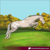 Horse Color:Cremello Blanket 