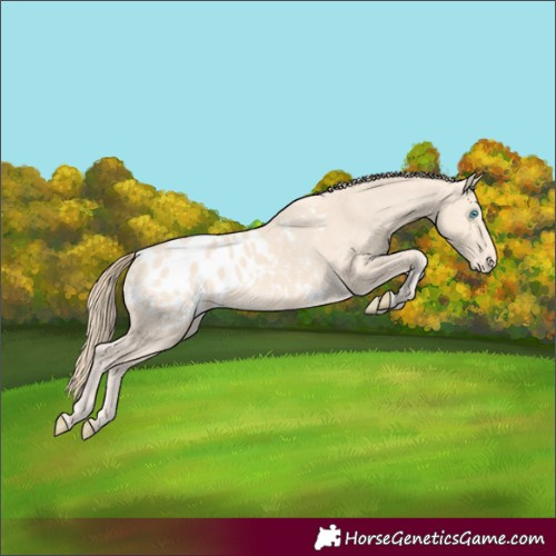 Horse Color:Perlino Appaloosa 