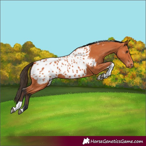 Horse Color:Bay Tobiano Appaloosa