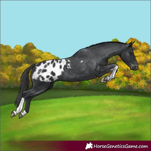 Horse Color:Black Tobiano Appaloosa Rabicano 