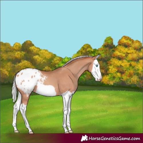 Horse Color:Silver Sable Champagne Splash Frame Blanket