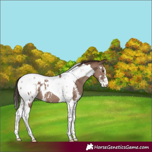 Horse Color:Classic Champagne Sabino Tobiano Blanket