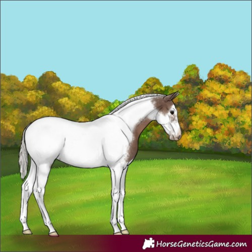 Horse Color:Silver Black Tobiano Frame Blanket 