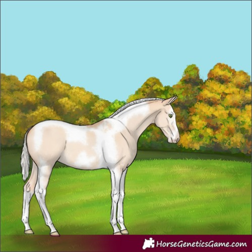 Horse Color:Silver Amber Champagne Dun Splash Tobiano Frame 