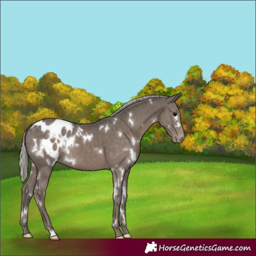 Horse Color:White Spotted Silver Black Appaloosa