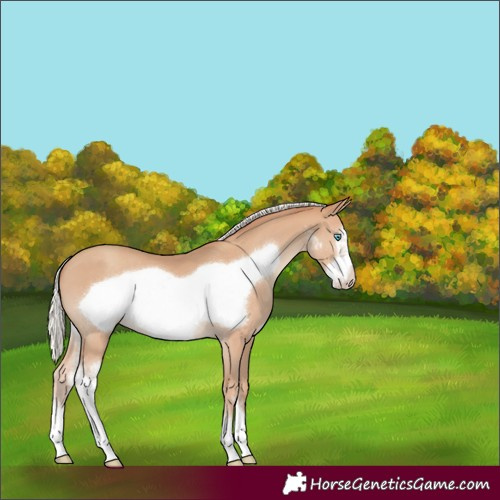 Horse Color:Silver Classic Champagne Sabino Frame 
