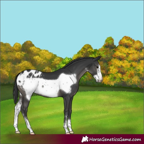 Horse Color:Black Sabino Frame Appaloosa 