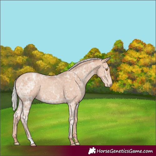Horse Color:Silver Classic Champagne Ice Appaloosa 